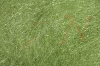 Dubbing Hareline Scud Dub - Pale Olive