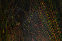 Sybai Angel Hair - Forest Blaze