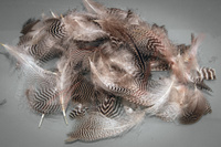 Veniard Teal Flank Feathers mixed sizes