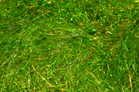 Dubbing Hareline Hare'e Ice Dub - Olive