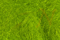 Dubbing Hareline Scud Dub - Olive