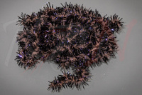 Hareline Medium Black Legged Squishenille Tan Core #369