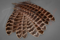 Pióra lotki kury bażanta Veniard Hen Pheasant Wing Quills