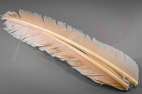 Feathers Hareline Turkey Biot Quills Light Cahill