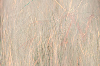 Sybai Angel Hair - Diamond