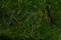 Dubbing Hareline Hare's Ear Plus Dub - Dark Olive