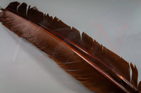 Federn Hareline Turkey Biot Quills Brown Truthahn Flügelfeder