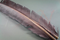 Federn Hareline Turkey Biot Quills Gray Truthahn Flügelfeder