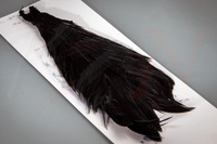 Ewing Hen Cape Gefärbter Black