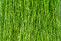 Sybai Twist Flash Hair - Chartreuse