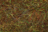 Dubbing Hareline Senyo's Laser Dub - Sculpin Olive