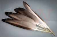 Pióra lotki kaczki krzyżówki Veniard Mallard Duck Wing Quills Natural Grey