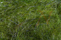 Dubbing Hareline Senyo's Laser Dub - Olive