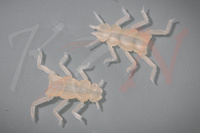 Hemingway’s Evolution Stone Fly Thorax & Legs M Tan