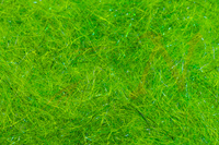 Sybai Nymph Supreme Dubbing - Chartreuse UVR