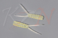 Hemingway’s Evolution Stone Fly Body & Tails M Clear Yellow