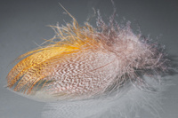 Veniard Mallard Duck drake round breast