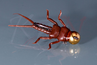 Mikro Jig Widelnica brązowa na białoryb i okonie - MJW01 #12