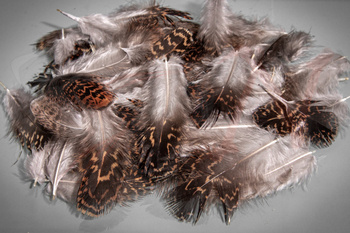 Pióra Pardwy Veniard Grouse body plumage Natural